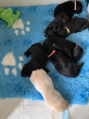 Puppies
