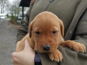 Last dog pup remaining