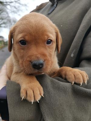 Last dog pup remaining