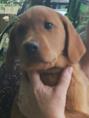 pup 1