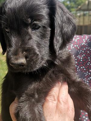 Black pup 2