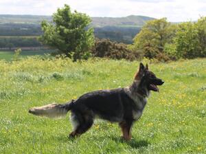CedarsMount Nikita