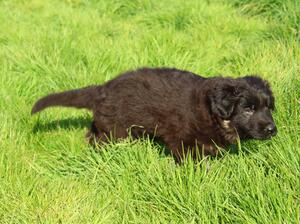 Black and tan male