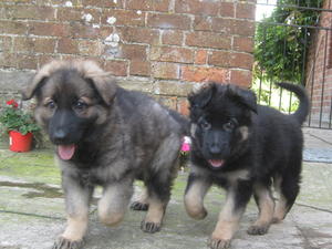 Georgia (sable) and Angelina (black & tan)
