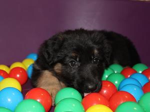 Available black & gold male