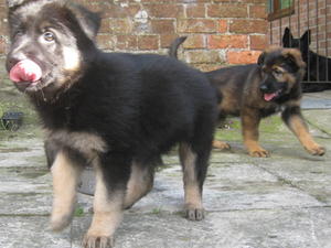 Angelina and Phoenix (black sable)