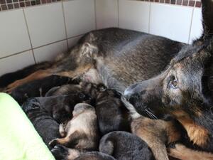 Mum - Xena