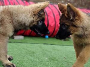 Raven (left). 3 months old