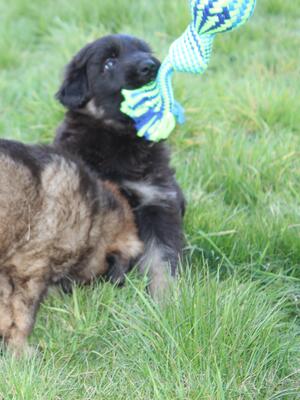 Black and tan male