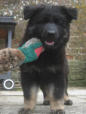 Java (8 weeks old)