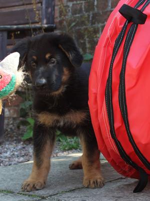 Cedarsmount Kaiser at 9 weeks