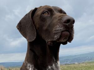 Derek (Sire) Balvenie Double Diamond JW