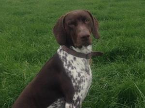 Ziggy AKA Balvenie Little Wonder