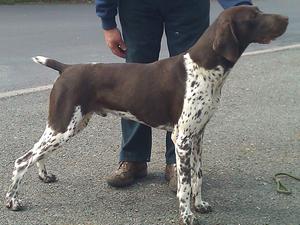 Sire; Sh Ch ISARA KURZHAAR WEISER JW ShCM