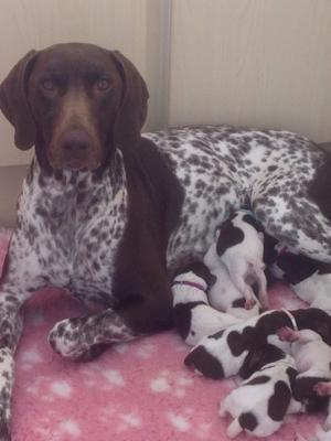 Ash with her a puppies