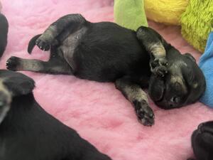 Puppies