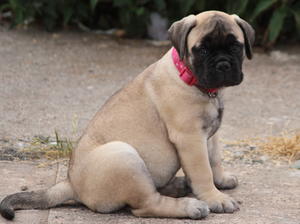 Pink collar Girl 9 weeks