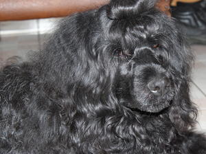 Zoe ( Cartmel Belmira at Islekeeper)