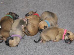 5 puppies