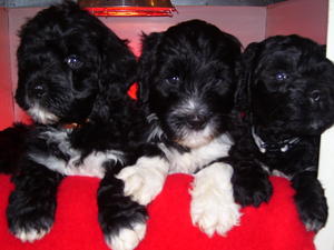Previous Litter