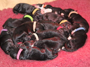 puppies at 1 week old.