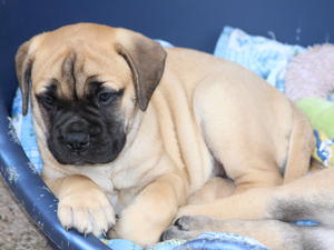 Previous Litter