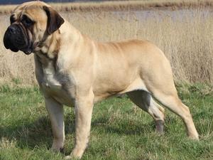 Sire - Safety of Flatland Phoenix