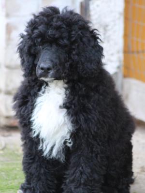 Curly bitch pup now 5 mths