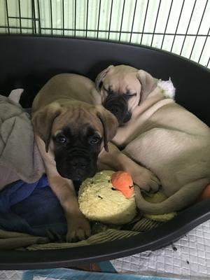 2 boys still available
