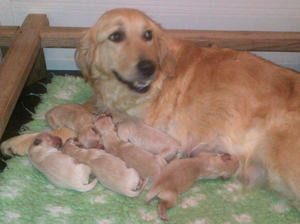 Rumer and pups one day old