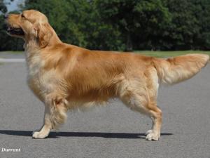 Sire: Axel