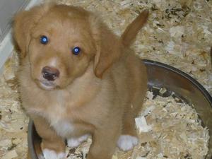Dog puppy