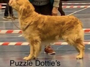 Puzzle sire of Dottie