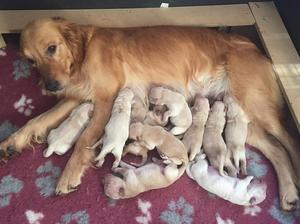 Scarlet and puppies