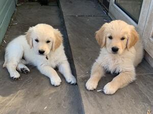 Pups from repeat mating to Billy Elliot