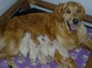 Sage and Pups