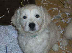 Dog puppy