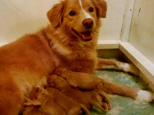 Piper with her first litter