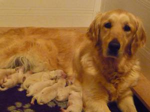 photo taken of previous litter