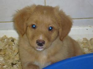 2nd dog puppy