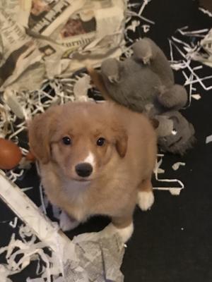 Puppy for sale
