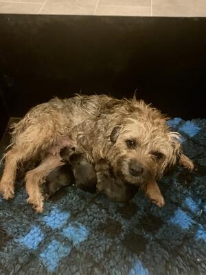 Tilly and pups