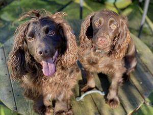 Proven boy of several litters daughter Plum