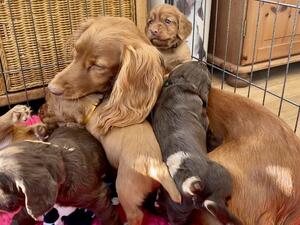 Pups now growing up