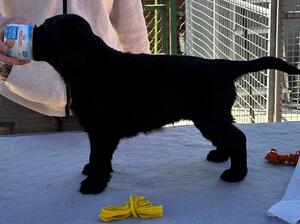 Ginny 6 Weeks