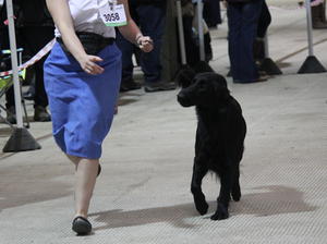 Layla on the move at SWKA 2014