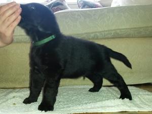 Last male pup standing