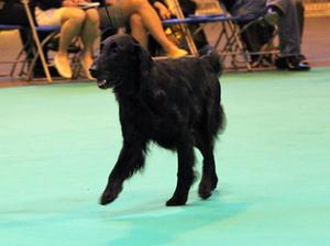 Roxy on the move - Crufts 2017