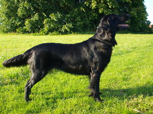 Roxy standing