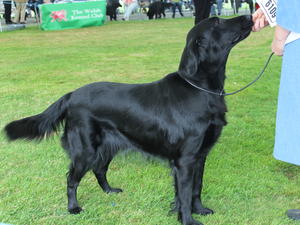 Layla at Welsh KC 2014